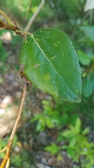 Populus trichocarpa
