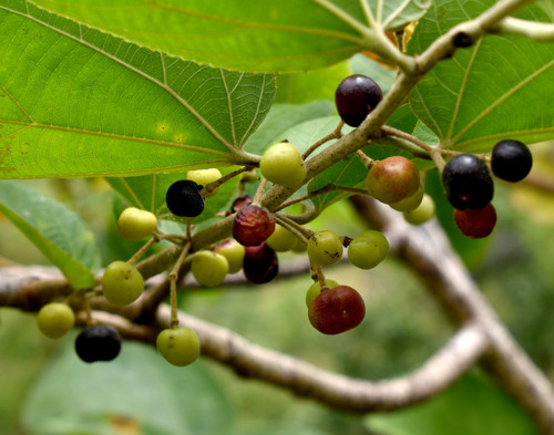 Foto de Phalsa