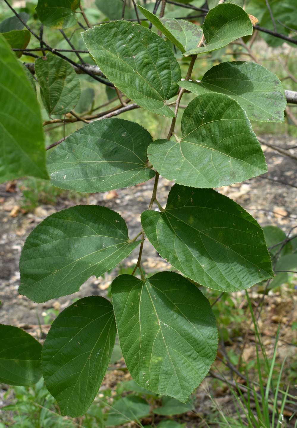 Imagem de Phalsa