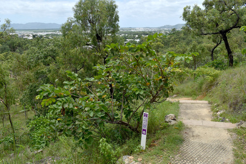 Foto de Phalsa