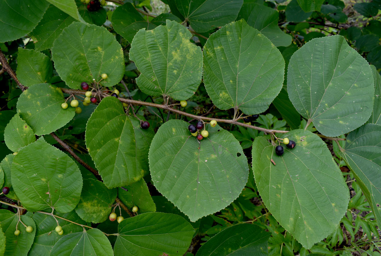 Imagem de Phalsa