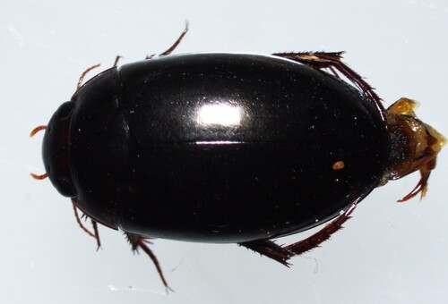 Platambus semivittatus