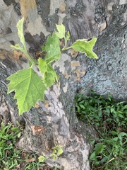Platanus