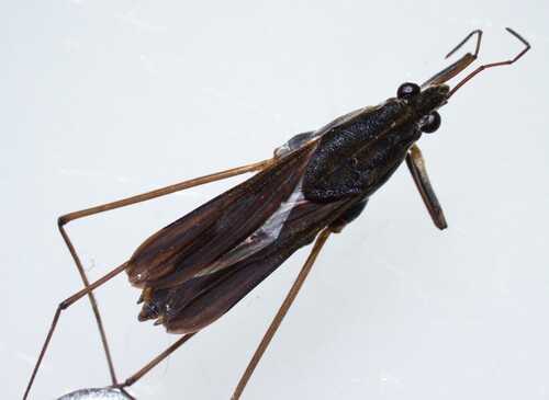 Gerris marginatus