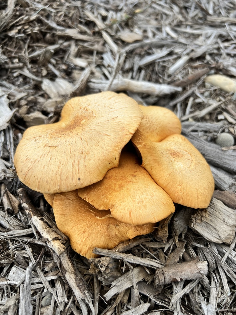 Gymnopilus junonius · March 2025 · photo: © hanwen-zhang (iNaturalist, cc0)