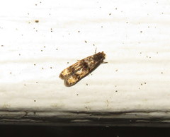 Tineidae clade b