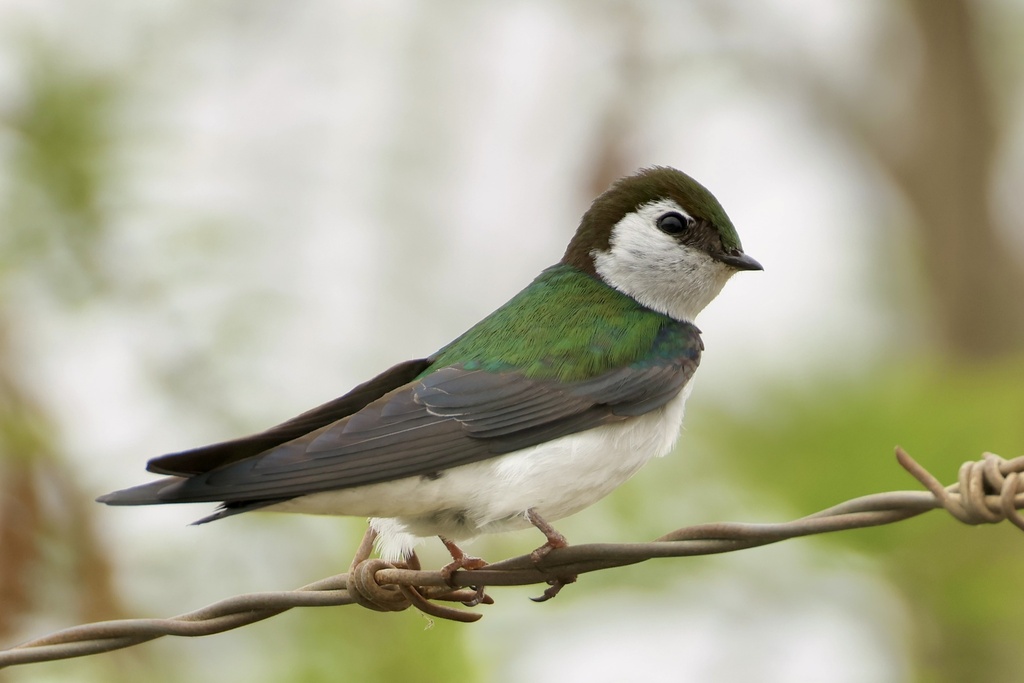 Tachycineta Swallows