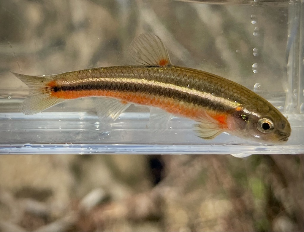 Flame Chub