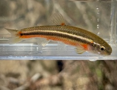 Flame Chub photo 1