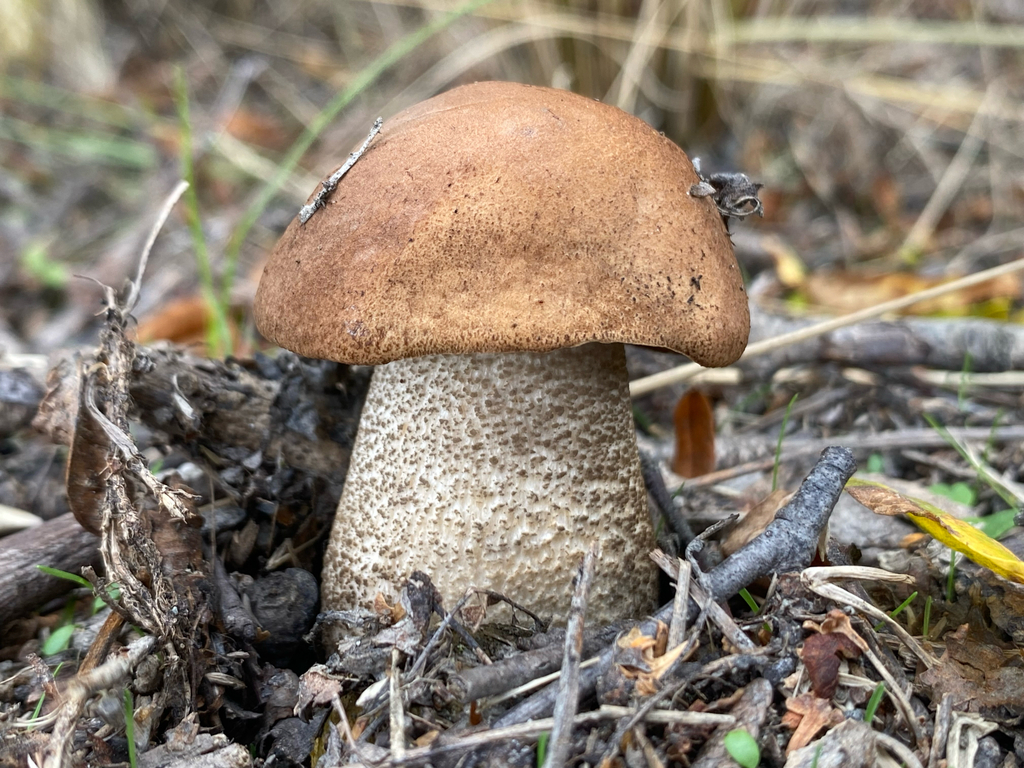 Leccinum scabrum · March 2025 · photo: © crellow (iNaturalist, cc0)