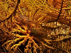 Synalpheus stimpsonii