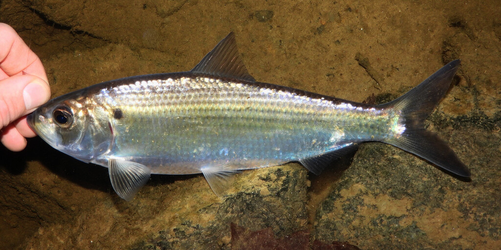 Alewife (Alosa pseudoharengus) — Clupeidae