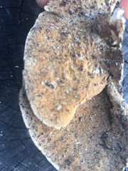 Trametes pubescens