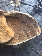 Trametes pubescens