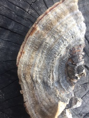 Trametes pubescens