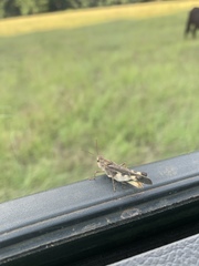 Chortophaga australior