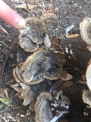 Trametes pubescens