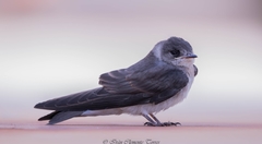 Stelgidopteryx serripennis ridgwayi