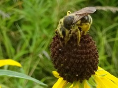 Andrena rudbeckiae