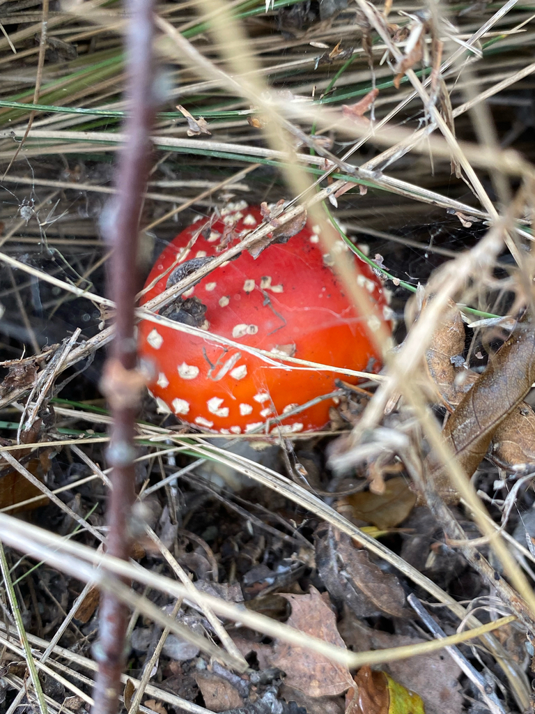 Amanita muscaria · March 2025 · photo: © crellow (iNaturalist, cc0)