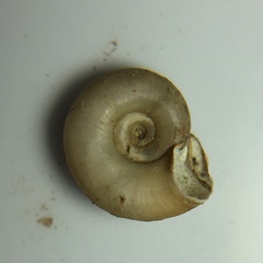 Gyraulus deflectus