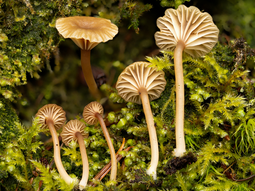 Lichenomphalia ericetorum