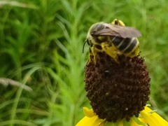 Andrena rudbeckiae