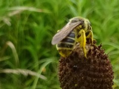 Andrena rudbeckiae