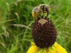Andrena rudbeckiae