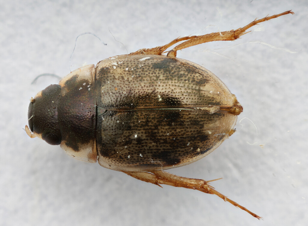Laccobius mexicanus