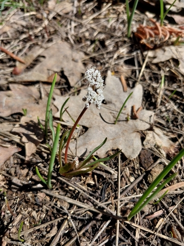 Image of Lomatium linearifolium by (c) Tyler Hacking, some rights reserved (CC BY)