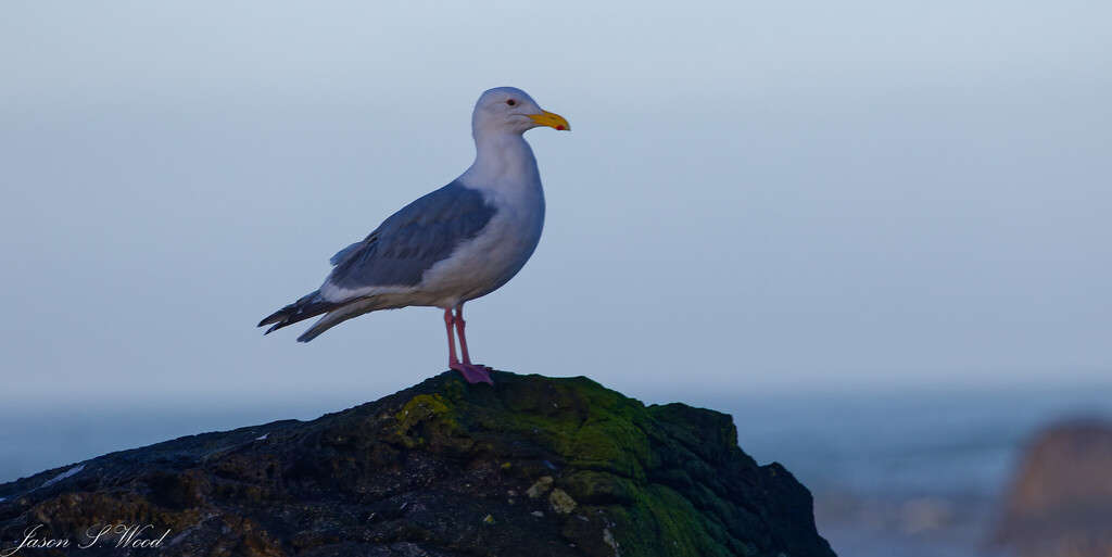 Northern Western Gull