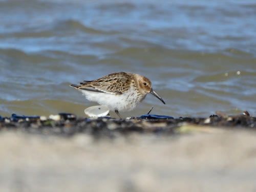 Correlimos común (Calidris alpina)