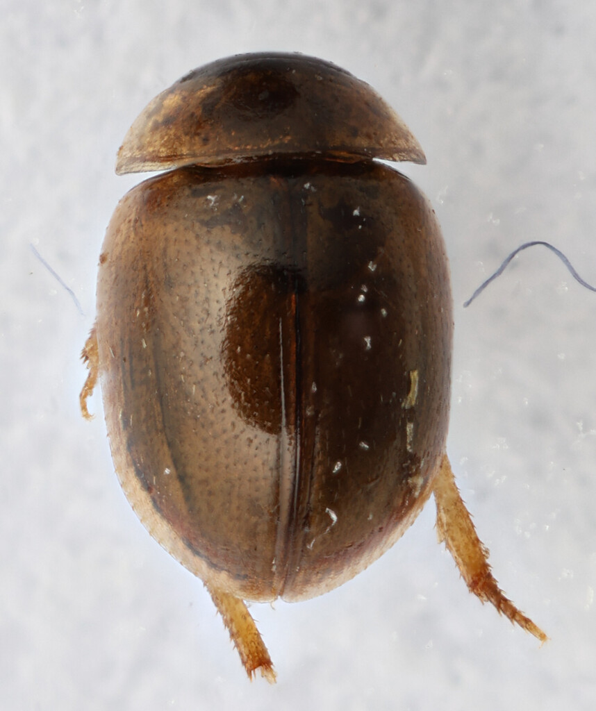 Chaetarthria bicolor
