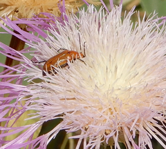 Nemognatha piazata