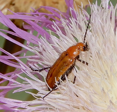 Nemognatha piazata