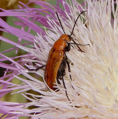 Nemognatha piazata