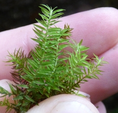 Bartramiopsis lescurii