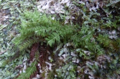 Bartramiopsis lescurii