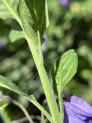 Solanum umbelliferum var. umbelliferum