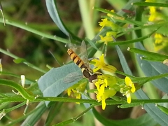 Sphaerophoria philanthus