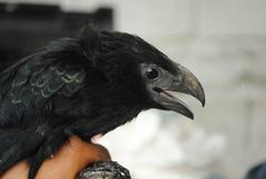 Crotophaga sulcirostris