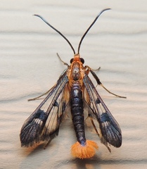 Synanthedon acerni