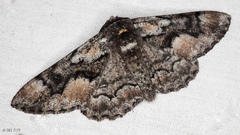 Phaeoura mexicanaria