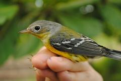 Setophaga magnolia
