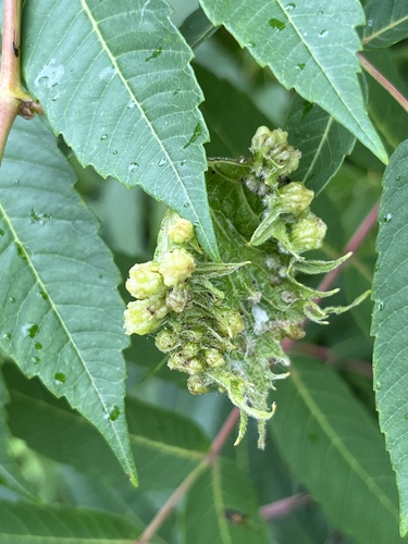 Grape Phylloxera photo 3