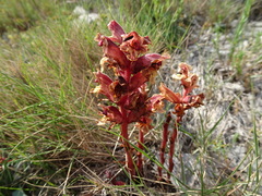 Orobanche alba