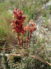 Orobanche alba