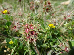 Trifolium stellatum