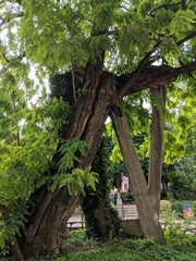 Robinia pseudoacacia